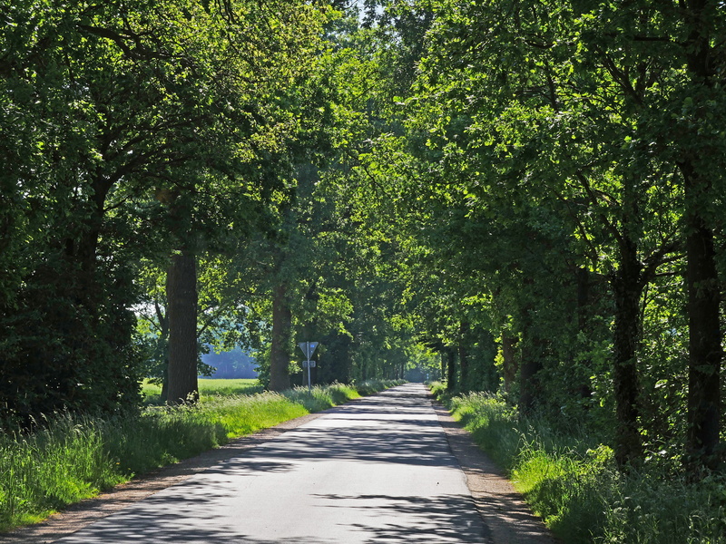 westfalen, away, field, leisure, green color, treelined, sunlight, direction, 5K, the way forward, forest path in early summer, shadow, diminishing perspective