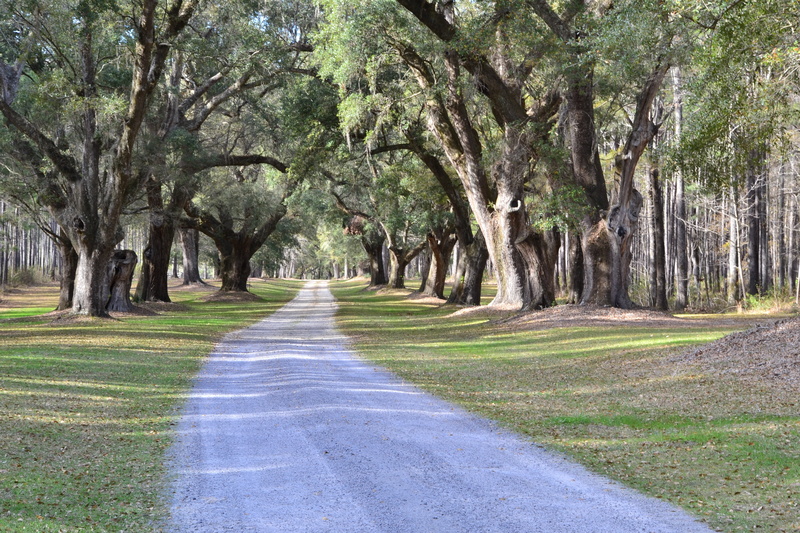 road, treelined, south, land, transportation, grass, growth, nature, tranquil scene, tranquility, 4K, plantation, tree trunk, plant, green color, avenue