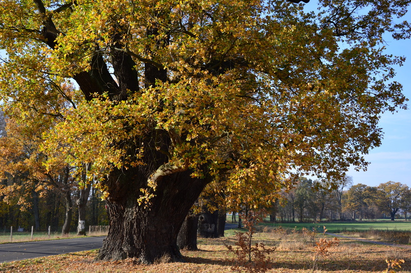 change, all tree, oak, autumn collection, fall foliage, tranquility, tree, old, nature, centuries, landscape, park - man made space, sunlight, autumn, scenics - nature