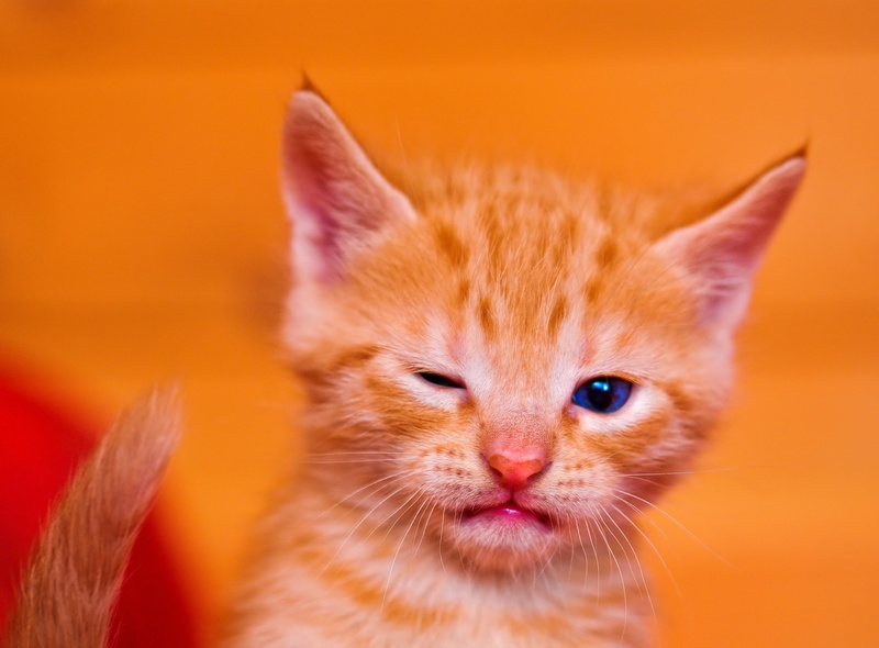 male, cat, domestic Cat, tabby, red, inside, looking, winking, mammal, animal, feline, switzerland, orange Color, orange, domestic Animals, kitten, orange Tabby