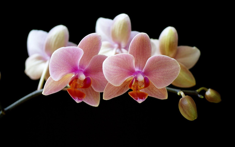 pink, jpg, 3d and abstract, pretty, orchid, 1080P, romantic, orchids