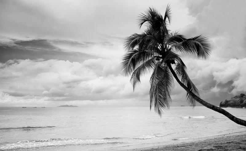 horizon over water, outdoors, Vacation, palm tree, no people, Tropical, tropical tree, 4K, White, nature, Tree, sky, philippines, Coconut, Black, Black and White