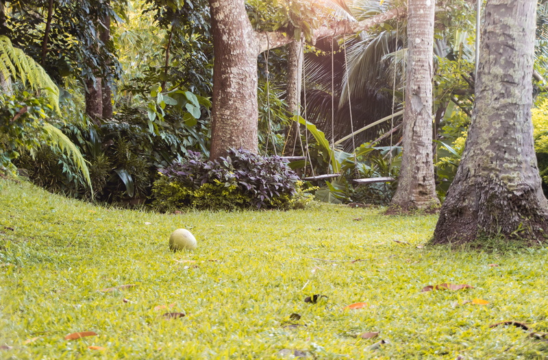 ball, growth, philippines, tree trunk, day, shrub, park, woodland, foliage, tree, forest, autumn, green color, 2K, garden, field, grass, land, fall, plant