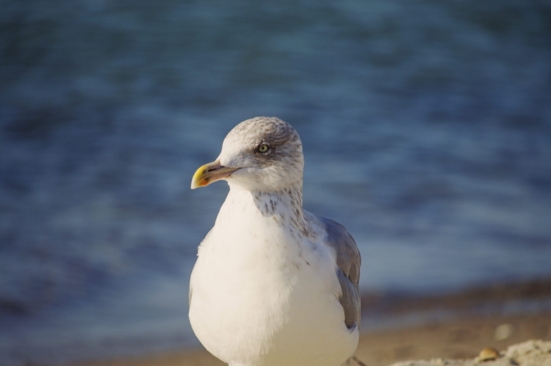 wildlife, eagle, focus on foreground, day, animal themes, outdoors, germany, sea, hunter, closeup, baltic sea, beach, white color, animal wildlife, water