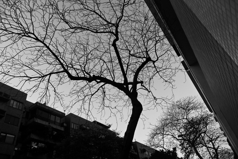 built structure, trunk, sunlight, street, nature, branch, residential district, green, no people, architecture, sycamore, city, ground, tree trunk, sky