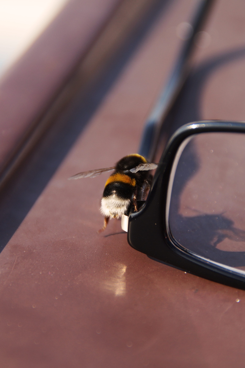 nature, animal wildlife, blur, animals in the wild, insect, bird, animal, bumblebee, selective focus, glasses, technology, ostsee, invertebrate, connection