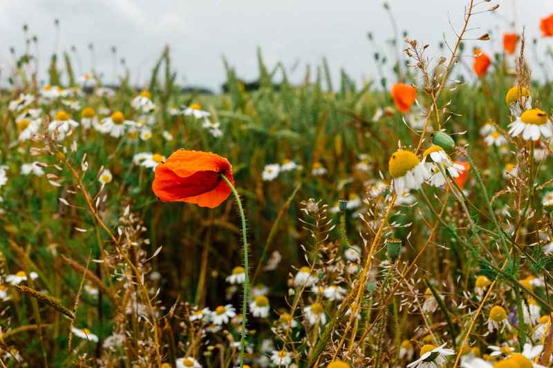 poppies, plant, outside, vulnerability, rhoeas, selective focus, focus on foreground, papaver, red, grain, blue, poppy, rapeseed, ruegen, colourful, bloom
