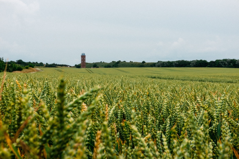 northern, farm, field, travel, arkona, tranquility, germany, plant, beauty in nature, no people, tranquil scene, 4K, cereal plant, colourful, green color