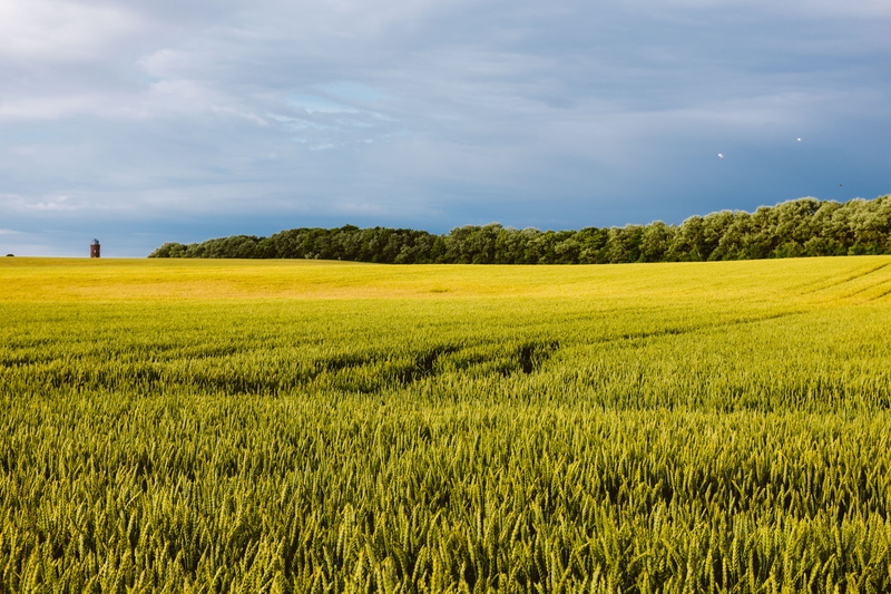germany, europe, papaver, beauty in nature, centaurea, cyanus, plant, rural scene, landscape, colourful, ruegen, growth, no people, land, tourism, island