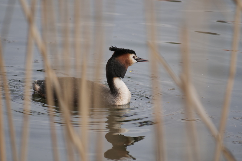 klink, great crested grebe, duck, water, water bird, animals in the wild, beauty in nature, mecklenburg vorpommern, bird, waters, vertebrate, no people