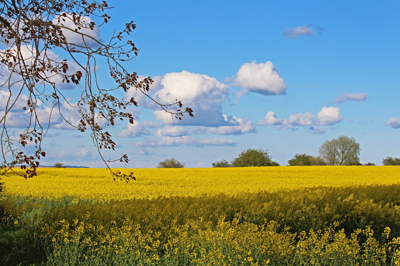 crop, farm, wide, beauty in nature, background, flowering plant, blue sky, 5K, lane, landscape, edge of field, oilseed rape, growth, cloudy, tranquility