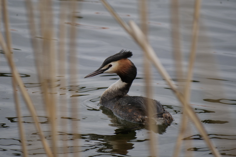bird, waters, animal, swimming, duck, mecklenburg vorpommern, great crested grebe, plumage, vertebrate, nature, poultry, diving, animals in the wild, animal wildlife