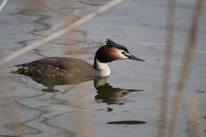 reflection, waterfowl, animal wildlife, no people, day, puddle, poultry, water, lake, water bird, duck bird, nature, pinnate, duck, waters, klink, one animal
