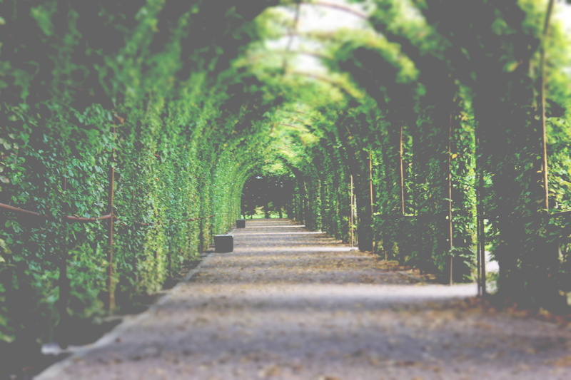 green color, mecklenburg-vorpommern, beauty in nature, treelined, day, tree canopy, vanishing point, no people, 5K, germany, nature, tree, tranquil scene