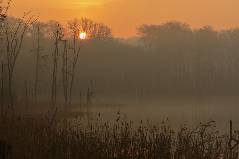 Mecklenburg-Vorpommern, morning, Germany, fog, lake, 2K, sunrise, Müritz national Park