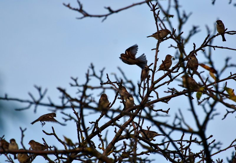 selective focus, perching, low angle view, clear sky, vertebrate, animal, birds, tree, day, cranes, group of animals, bird, plant, no people, animal themes