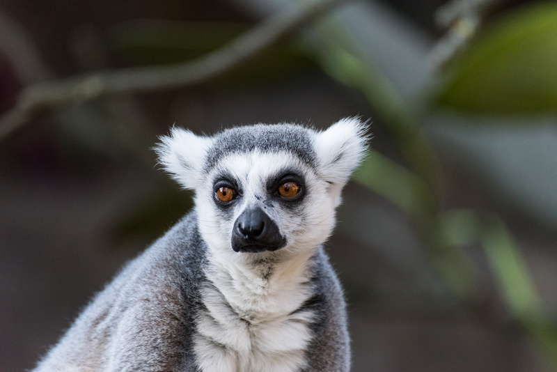 meer, gray, lemur, Animals, cat, focus, white, tamron, Skansen, 5K, photography, shallow focus, Sweden, shallow, Stockholm