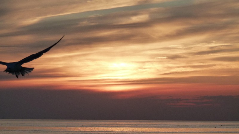 outdoors, horizon over water, ocean, tranquil scene, möwe, sonnenuntergang, sunset, orange color, meer, tranquility, animal wildlife, 4K, beauty in nature