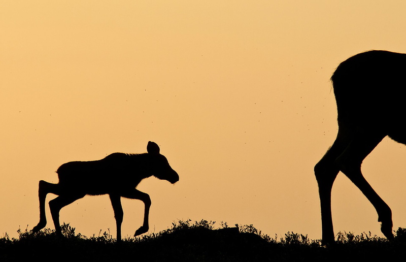 1080P, animal, vertebrate, land, domestic, mammal, domestic animals, side view, field, herbivorous, Finland, animal wildlife, orange color, silhouette