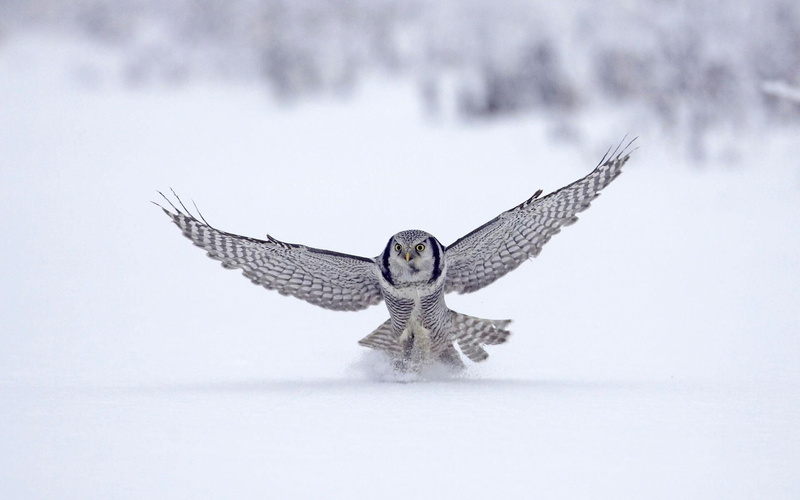 animals and birds, hawk, finland, owl, 1080P, northern, snow