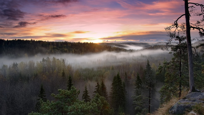 sunset, trees, no people, nature, cloud - sky, forest, leafed, outdoors, sky, Nuuksio National Park, tranquility, beauty in nature, growth, plant, 2K
