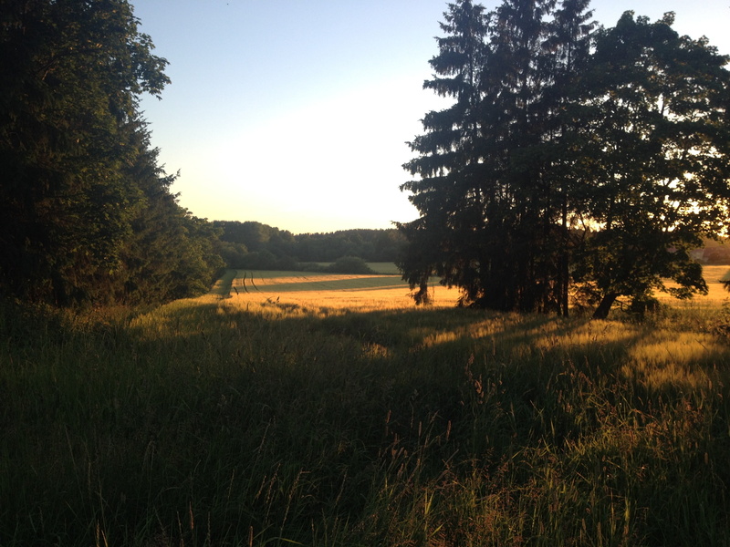 landscape, non-urban scene, trees, grass, field, land, growth, sky, sunlight, lights, tranquility, environment, outdoors, plant, clear sky, beauty in nature