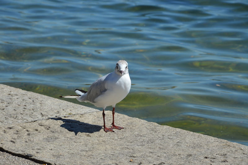 sea bird, water, seagulls, sea, close, seagull, one animal, beach, waterfowl, sunlight, animal themes, day, animal wildlife, animal, outdoors, starnberger see