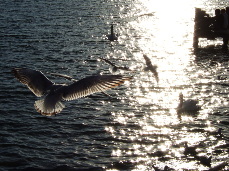 spread wings, flapping, animals in the wild, motion, starnberger see, flying, sunlight, no people, rippled, outdoors, waterfront, animal themes, water