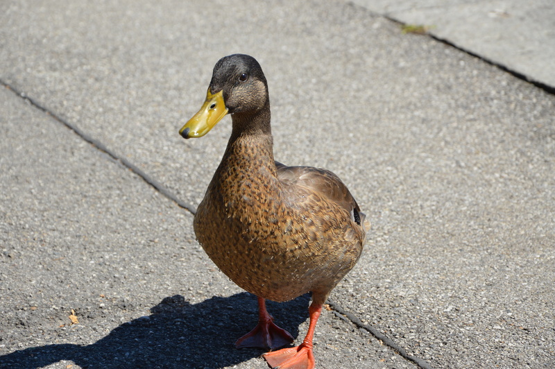 animals in the wild, sunlight, bird, mallard duck, water bird, high angle view, day, one animal, water, outdoors, nature, focus on foreground, no people