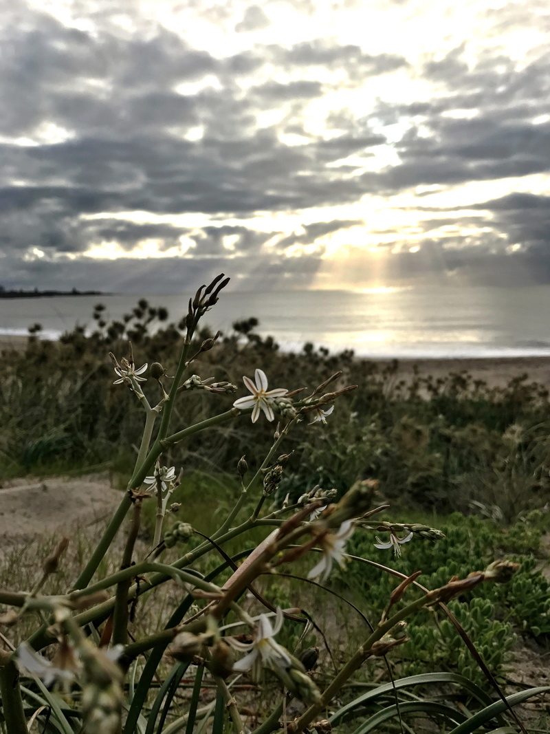 outdoors, water, 4K, plant, coastline, natural, nature, mandurah, ocean, bay, sea, growth, close-up, landscape, focus on foreground, flower, no people