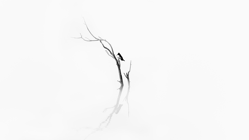 mist, reflection, western australia, bare tree, copy space, white background, esperance, cut out, sketch, indoors, tranquility, nature, wilted plant, fog