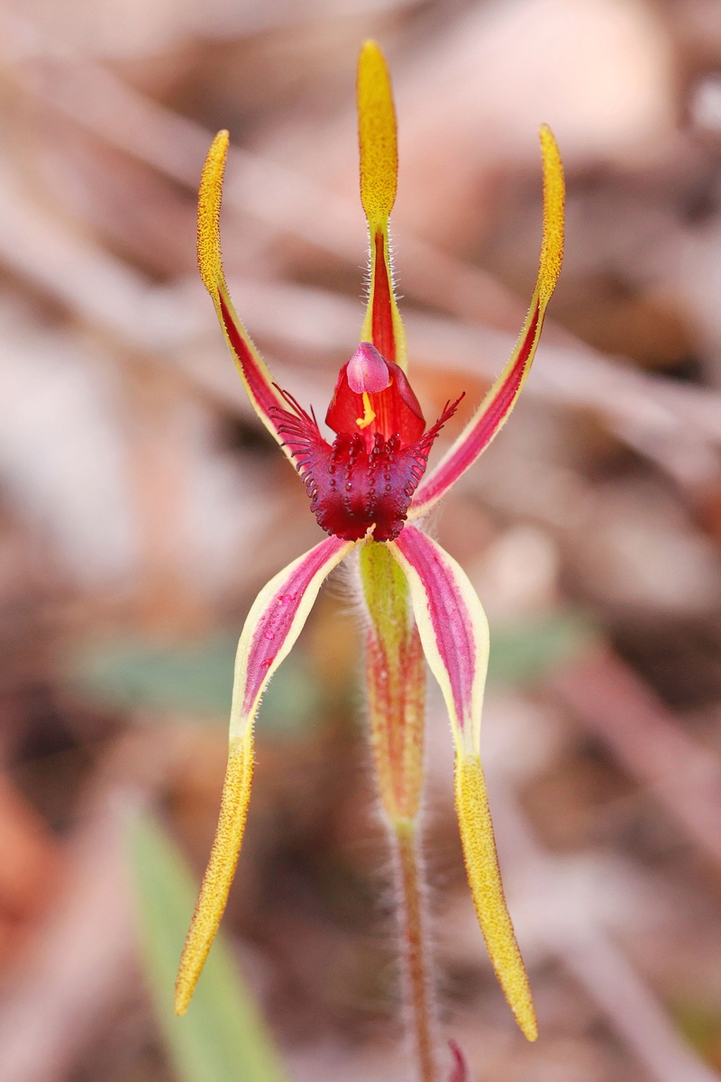 flower head, outdoors, growth, inflorescence, red, flowering plant, plant, close-up, freshness, plant stem, focus on foreground, day, vulnerability, fragility