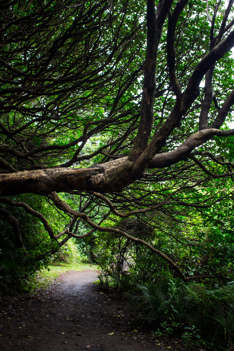 forest, branch, direction, tree trunk, land, scenics - nature, green color, piha waterfall, new zeeland, trunk, bush, beauty in nature, tree, environment