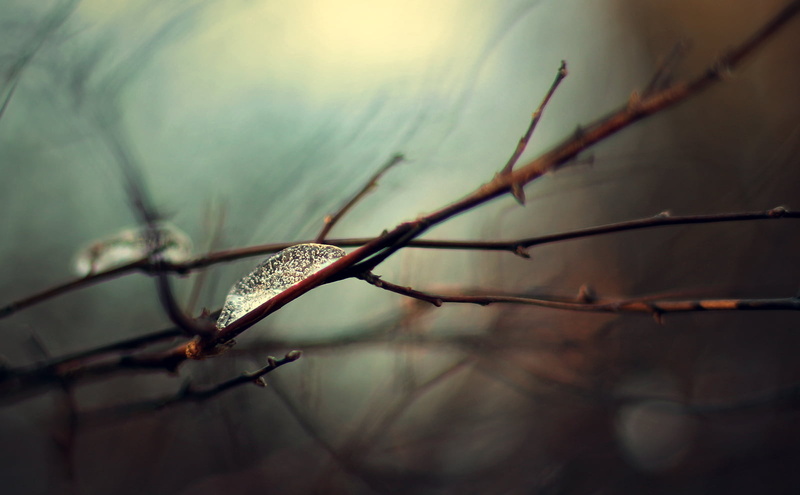 Branches, Nature, Light  Fantasy, 720P, DSRL, stem, dew, Rebel, Bubbles, dof, Life, depthoffield, water, Red  Orange, Garden, brown, Air Chrysalis, Ice  Cold