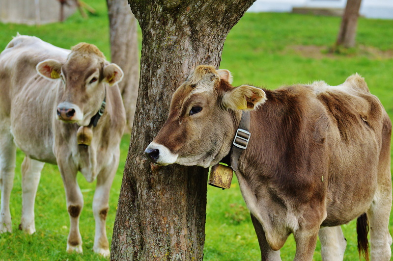 no people, agriculture, cows, tree trunk, pasture, beef, outdoors, land, vertebrate, trunk, group of animals, focus on foreground, herbivorous, cute, tree