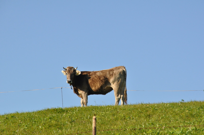 meadow, pets, cattle, side view, allgäu, mammal, land, day, one animal, milk cow, alpine meadow, cow, domestic animals, no people, field, clear sky, nature