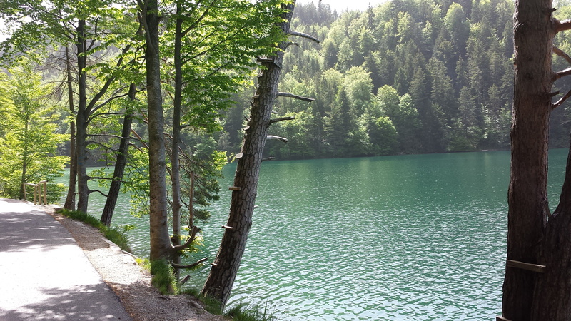 more, nature, water, idyllic, tranquility, trunk, füssen, landscape, forest, allgäu, alpine, scenics - nature, summer, alatsee, nice weather, beauty in nature