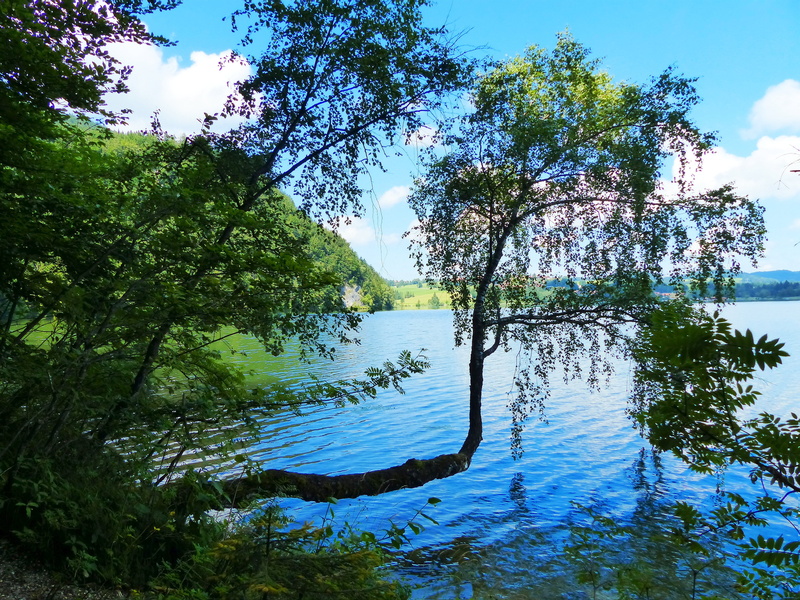 non-urban scene, land, füssen, excursion destination, tree formation, plant, leisure, growth, uferweg, nature, landscape, idyllic, allgäu, day, forest