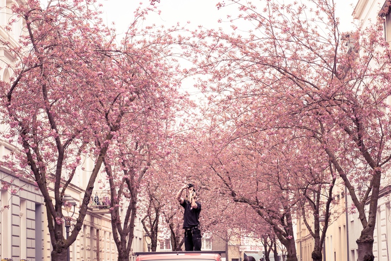 sonne, flower, pink color, fragility, day, blossom, architecture, 5K, branch, flowering plant, bonn, statue, growth, germany, park, representation, cherry tree