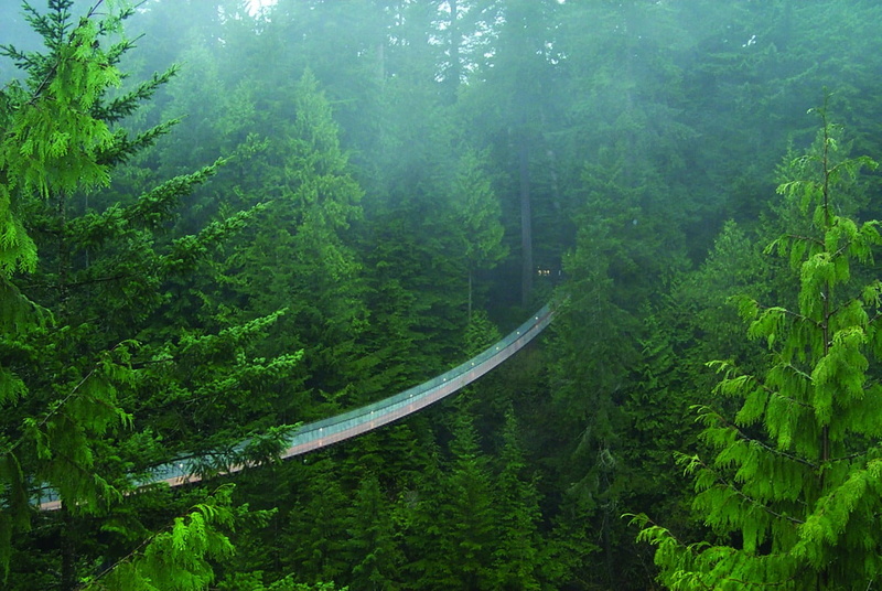 nature, pool, white, trees, green color, transportation, green, outdoors, rainforest, beauty in nature, woodland, foliage, non-urban scene, day, environment