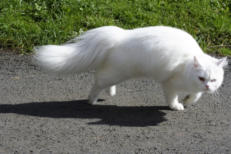 land, domestic, near, pets, persian cat, race, nature, livestock, felidae, escape, full length, sit, move, one animal, day, white color, mammal, white
