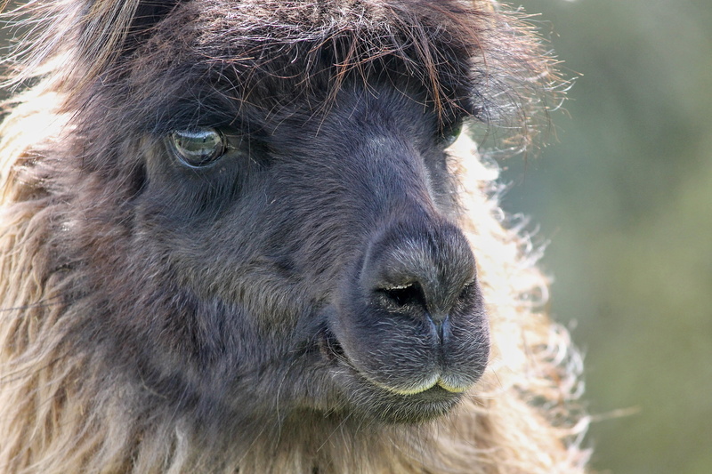 portrait, fur, animal head, one animal, animal themes, no people, lens, domestic animals, looking at camera, furry, andes, south america, animal wildlife