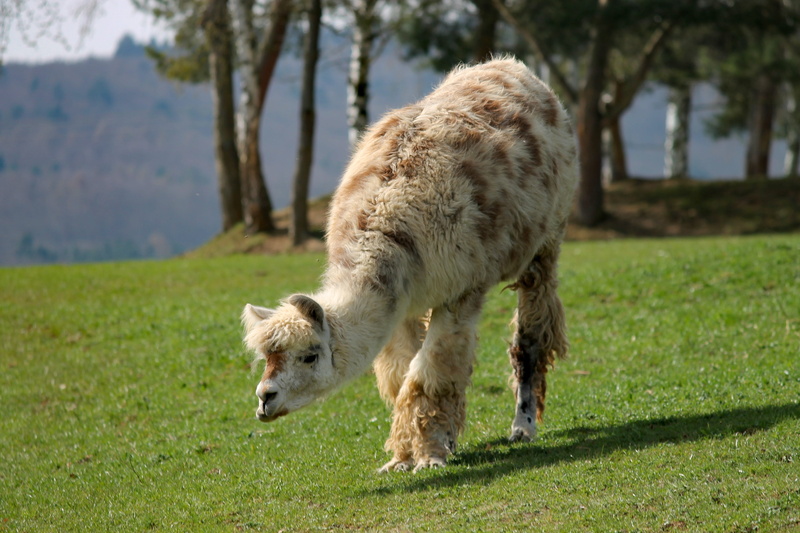 llama, wildlife photography, beast of burden, complete, plant, llama wool, calluses ohler, day, brown, graze, furry, hair, no people, escape animal, field