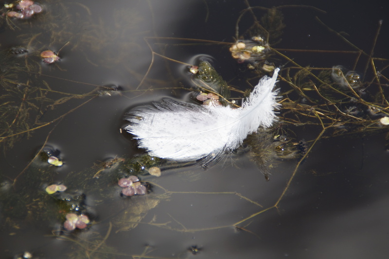 lake, softness, waters, down feather, water bird, close-up, floating on water, white feather, high angle view, floating, plant, feather, white, swan, spring