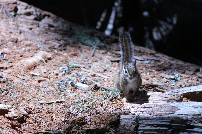 log, portrait, tree, focus on foreground, nature, lost lake, selective focus, vertebrate, one animal, mammal, animals in the wild, outdoors, chipmunk, forest