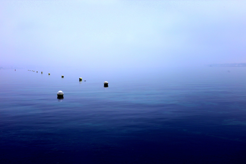 buoy, 5K, swim, sky, floating on water, lost, bird, sea, blue, group of animals, water, vertebrate, animals in the wild, fog, animal themes, lake, tranquility