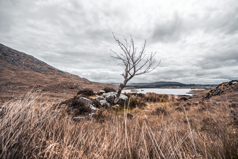 dead plant, cloud - sky, tree, nature, tranquility, bare, environment, 5K, no people, outdoors, daytime, lost, grey, plant, beauty in nature, travel, hill