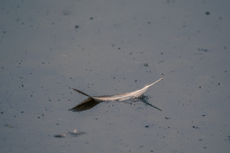 bird feather, Lost, mourning, Swim, vertebrate, nature, melancholy, waterfront, Pond, schwimmvogel, Bird, one animal, waterfowl, no people, high angle view