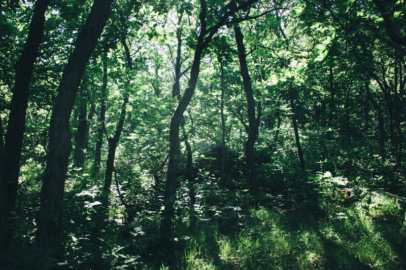 bamboo - plant, land, day, tranquil scene, tree, wanderlust, devils lake, growth, scenics - nature, outdoors, lost, plant, tree canopy, lush foliage, foliage