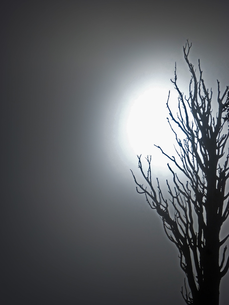 outdoors, 4K, terror, copy space, dead tree, illuminated, tranquility, fog, bare tree, silhouette, branch, mystery, atmosphere, low angle view, studio shot